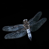 Damselflies and dragonflies